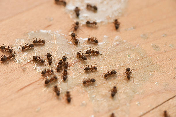 Best Cockroach Control Services  in Windy Hills, KY